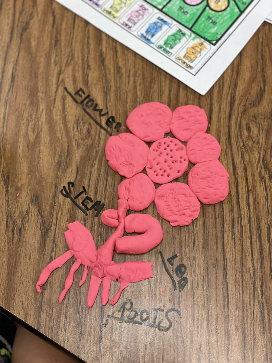 TaylorLakin1's tweet image. Playdoh is always a good idea!! Making a flower &amp;amp; labeling its parts for Science. 🌻🌺 #kindermagic @KaiserKISD @KleinISD @trisqit