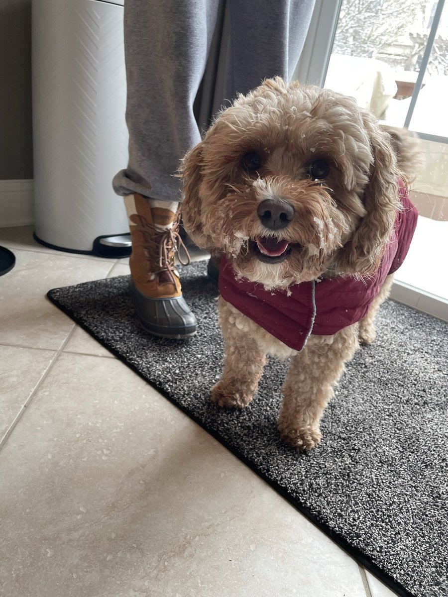4swah's tweet photo. @dog_rates @dog_feelings Watson the Cavapoo https://t.co/BijfVs1QjQ