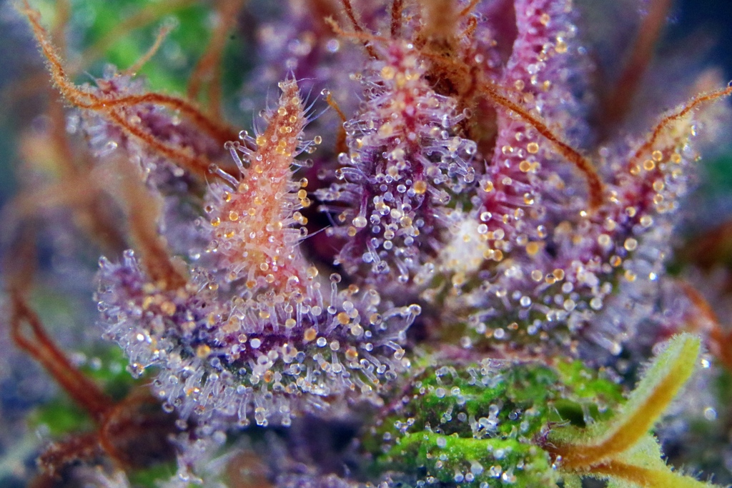 DutchPassion_'s tweet photo. Soo colourful! 😍 Purple #1 is a great choice for those looking for a resistant, early flowering outdoor variety that combines striking purple buds with a fresh and fabulous high! 💜

More info ➡️ https://t.co/Y7UwyTbW7L

#Purple1 #dutchpassion #dutchpassionseeds #outdoorseason https://t.co/b9JBxxlDbF