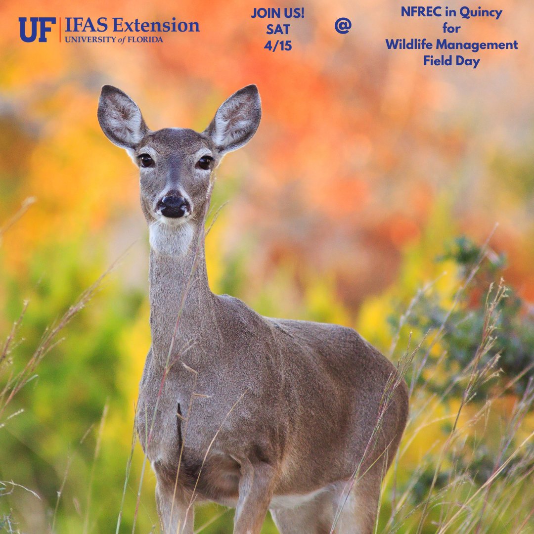 UF IFAS Wildlife tweet media