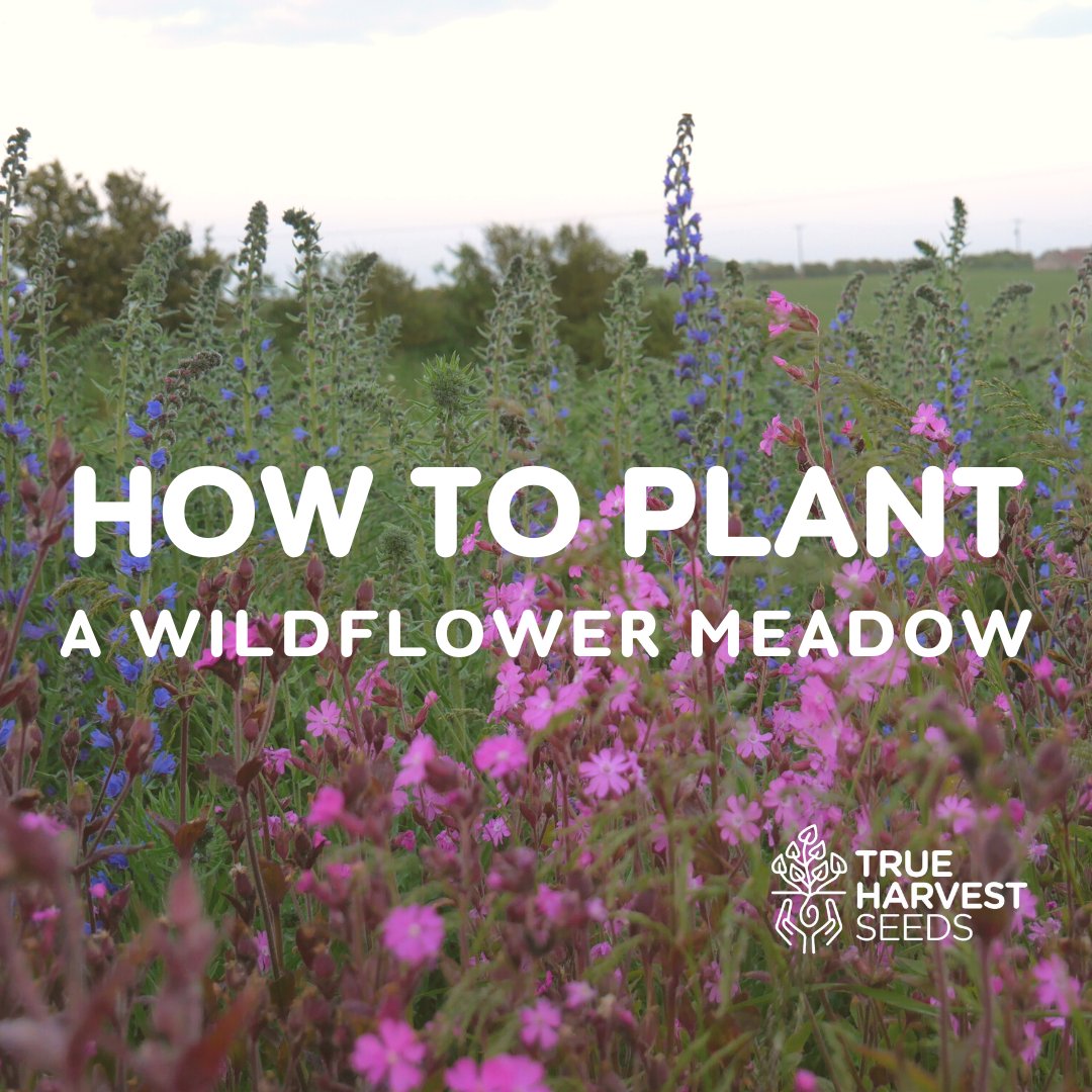 Ever wanted to sow a #nativewildflowermeadow but aren't sure how? This next one is for you. Subscribe and stay tuned!

youtube.com/@trueharvestse…

#TrueHarvestSeeds #NativeWildflowers #SeedBank #Gardening #NorthernIreland #Ireland #PlantConservation #Environment