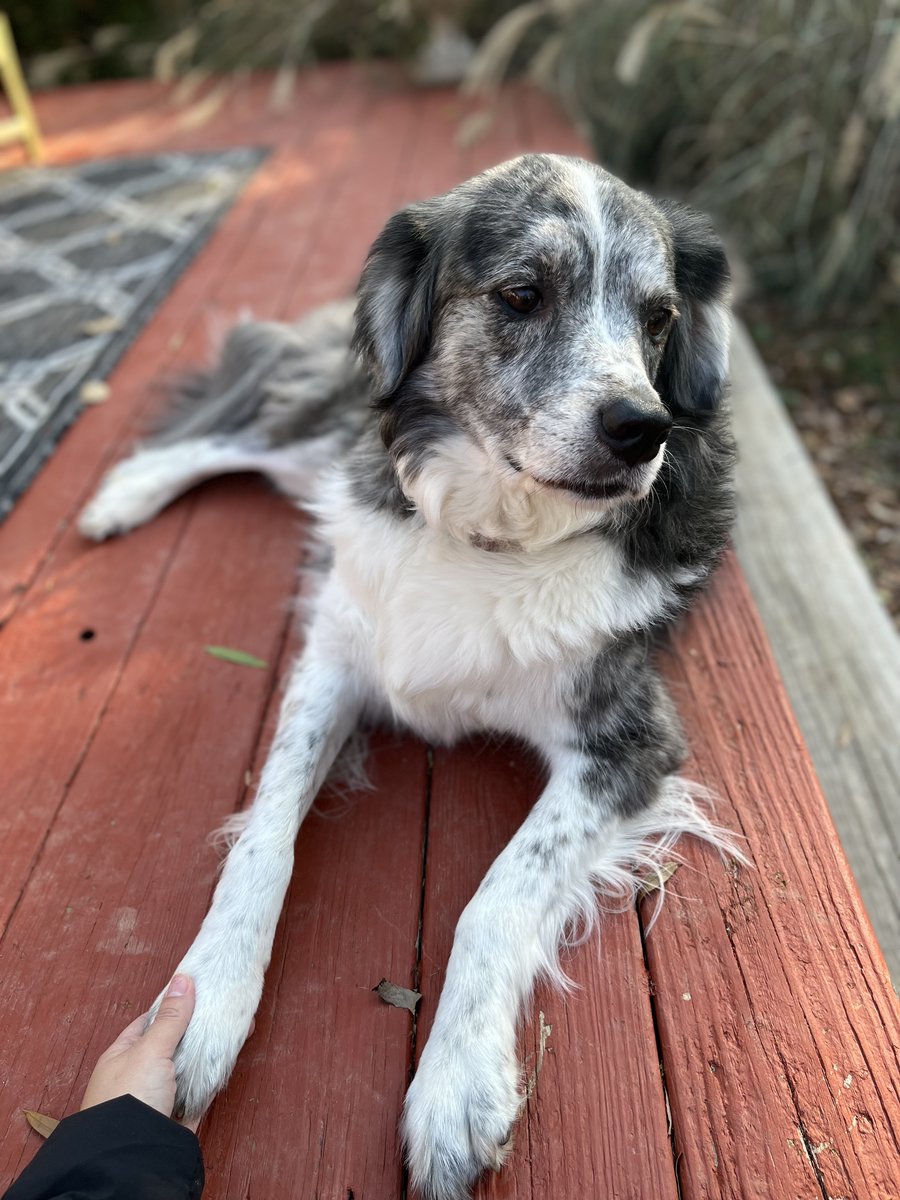 DefenseDigital's tweet image. It&apos;s #NationalPuppyDay! Celebrate by giving your furry coworker all the love and treats! We know we are ❤️ #datadogs