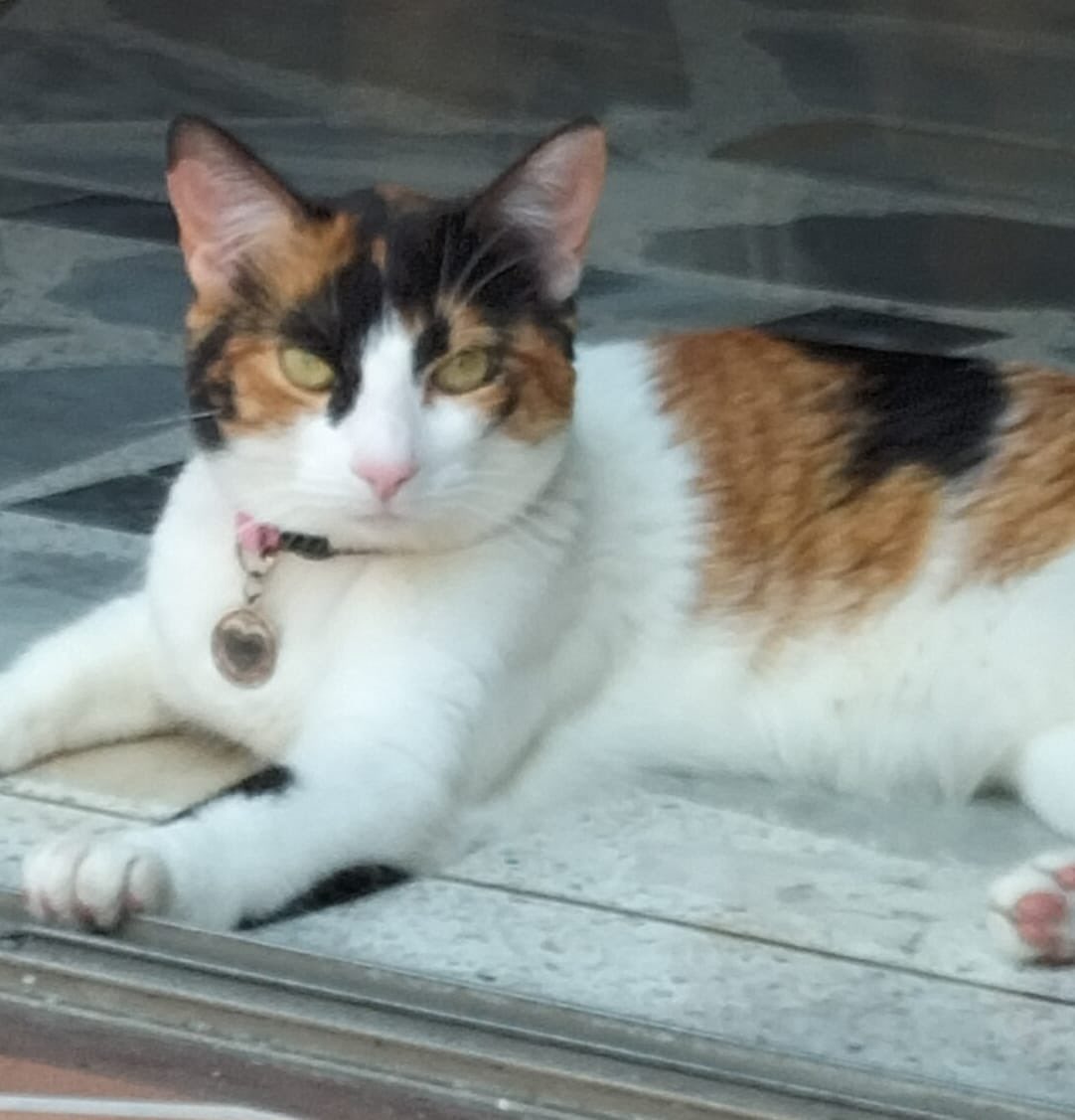 <a href="/evelapistola/">EveLaPistola y Las Vaquitas</a> Candy