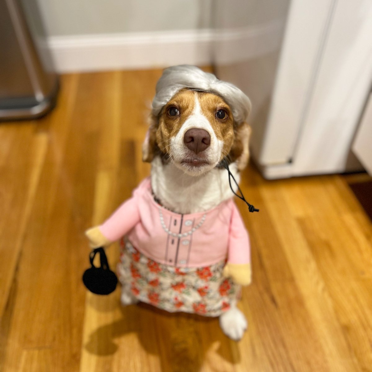 @7News Franny is a three legged love. She was a granny for Halloween.