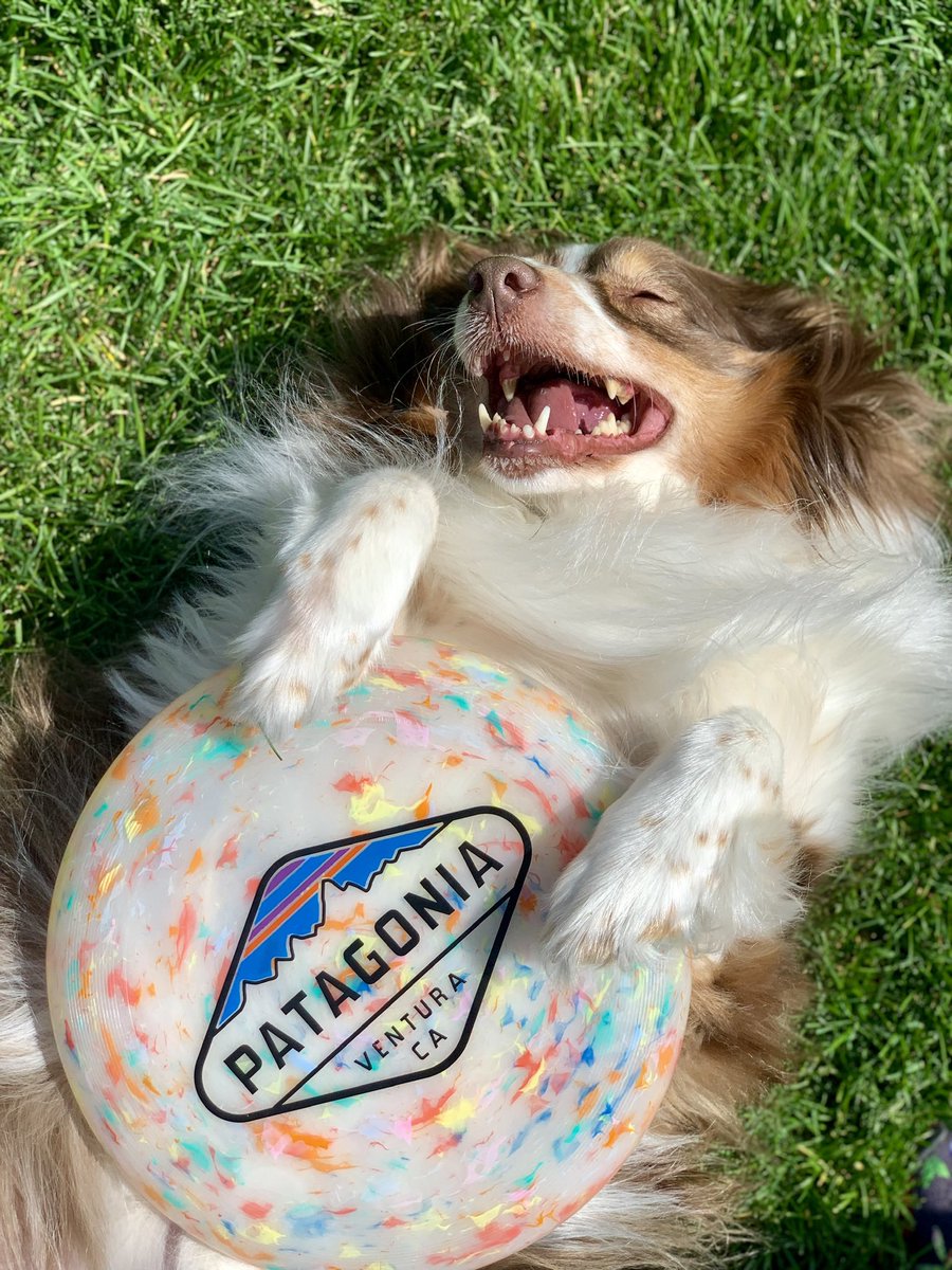 _CPT_America_'s tweet photo. @ChicagoBears Red dreaming of chasing the deep ball from QB1 https://t.co/8RsR7VzrXY