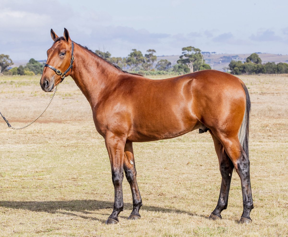 NIXON BLOODSTOCK tweet media