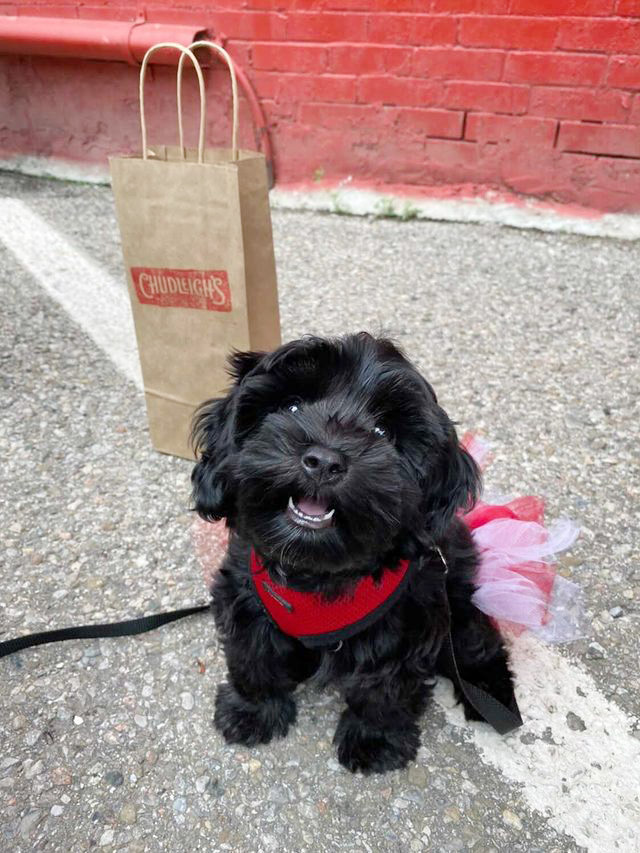 Happy #NationalPuppyDay - the cutest day of the year! 🐶

We always love when your furry friends stop by for a visit on our patio. Post a photo of your pup at the cafe on your story to be featured on our page!
-
#chudleighs #chudleighscafe #blossomcafe #🐶