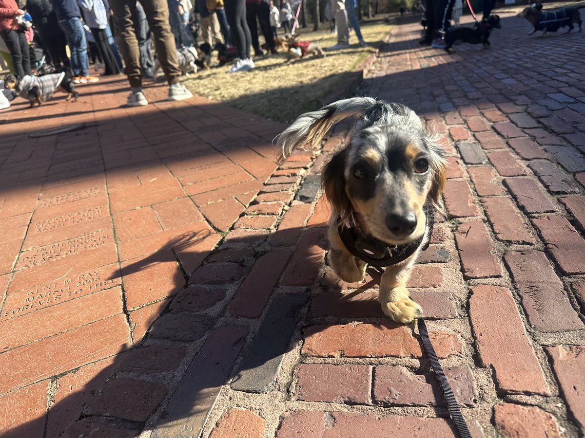 RoseysRants's tweet photo. @dog_rates Bennie #soccerdog #gogamecocks #longhairdachshund #bluedapple #ATdogprobs #cprdog @GamecockWSoccer https://t.co/jx8kP0oQqC