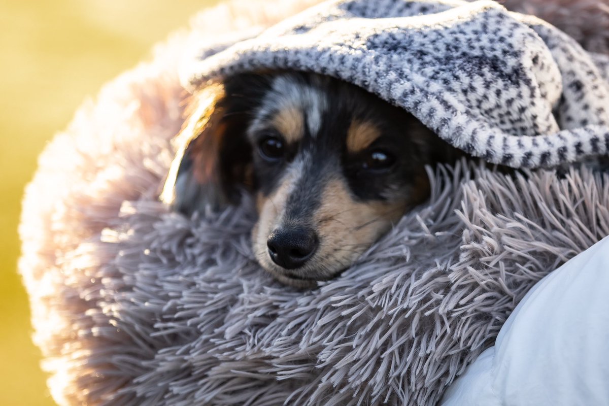 RoseysRants's tweet photo. @dog_rates Bennie #soccerdog #gogamecocks #longhairdachshund #bluedapple #ATdogprobs #cprdog @GamecockWSoccer https://t.co/jx8kP0oQqC