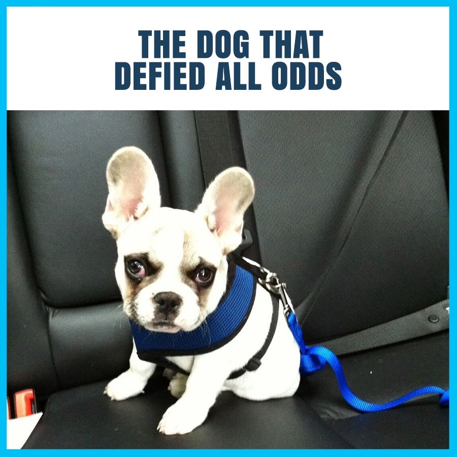 stephencabral's tweet photo. The Dog that Defied All Odds
Join me on today’s #CabralConcept 2603 for this very special tribute and learn all about my boy, Moose, The #Dog that #Defied #All #Odds – Enjoy the show and let me know what you thought!
https://t.co/grBPwt7VOX https://t.co/njEVOJAWG7