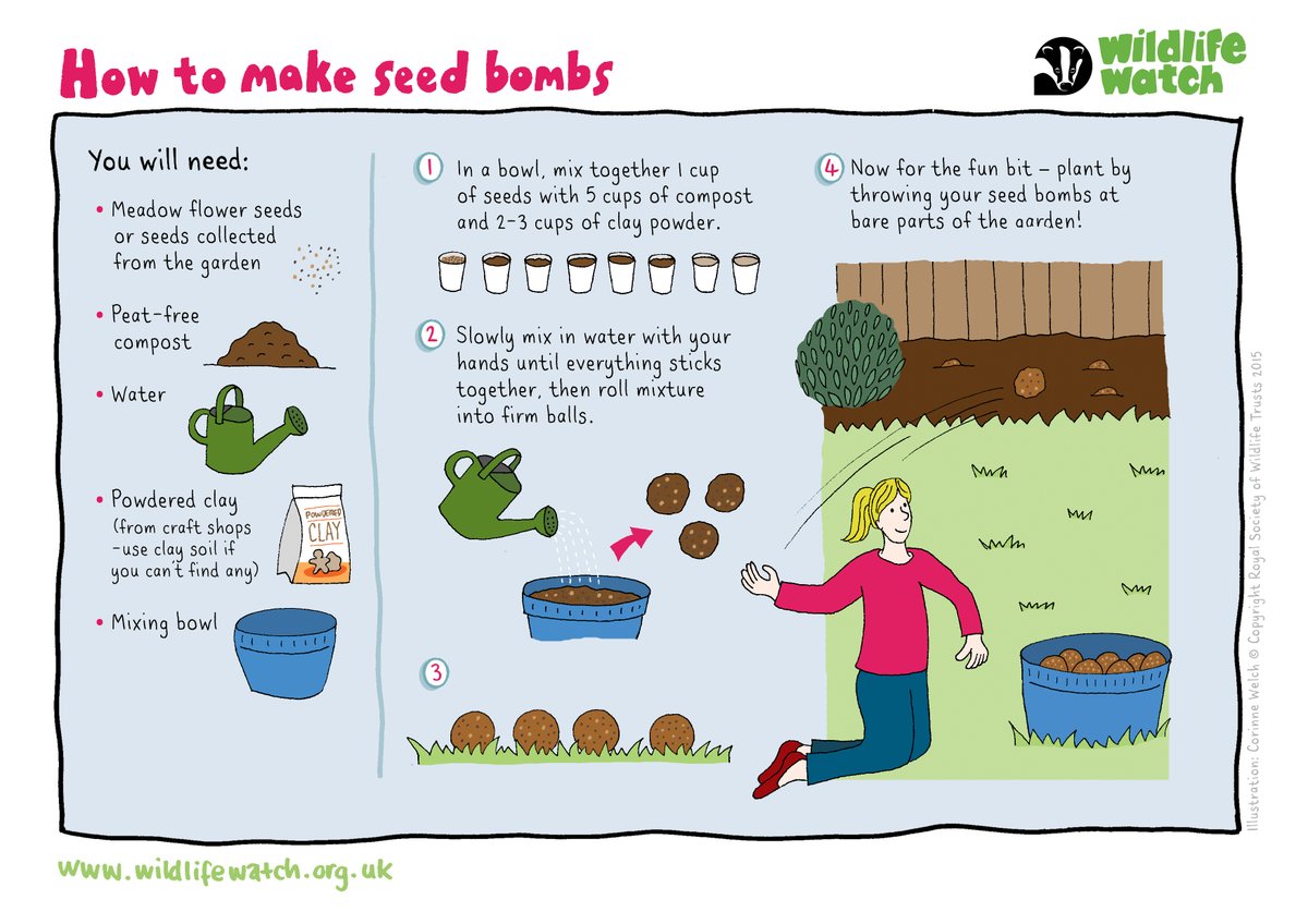 Wildflowers provide vital resources to help insects thrive in urban or built-up areas! Try making a wildflower seed bomb using our guide and get your garden buzzing with insect life 🌻 🌼 wildlifewatch.org.uk/activities