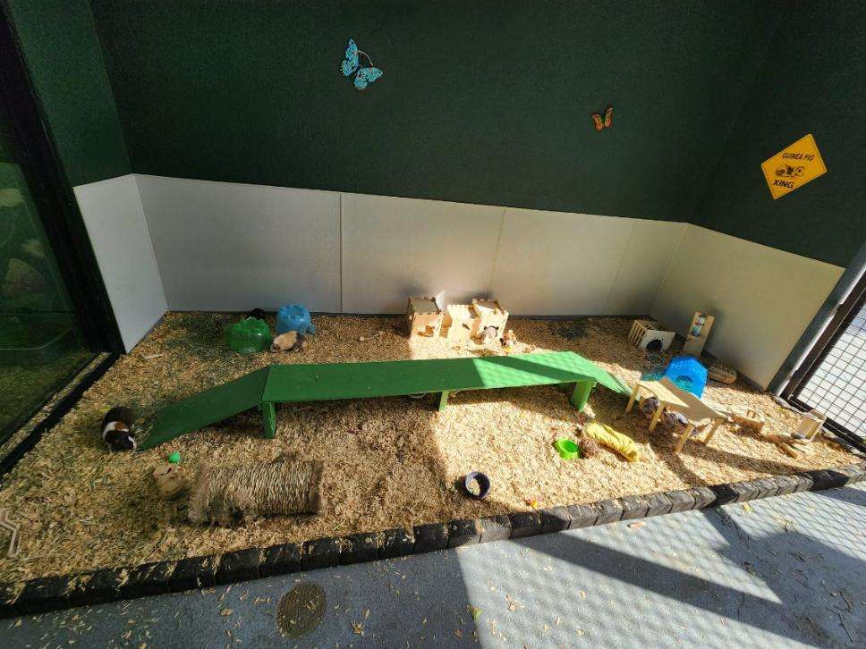 PawsUpTampa's tweet photo. Did you know @HumaneTampaBay shelters pocket pets like guinea pigs? Little animals also need homes with big hearts, so come and visit Humane Society of Tampa Bay to give these little pets a chance. https://t.co/YFcItw00aa