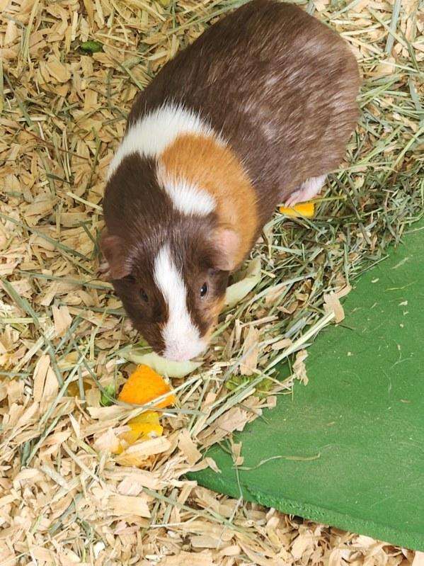 PawsUpTampa's tweet photo. Did you know @HumaneTampaBay shelters pocket pets like guinea pigs? Little animals also need homes with big hearts, so come and visit Humane Society of Tampa Bay to give these little pets a chance. https://t.co/YFcItw00aa