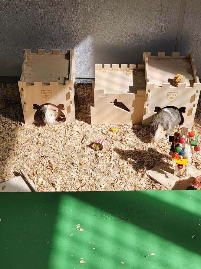 PawsUpTampa's tweet photo. Did you know @HumaneTampaBay shelters pocket pets like guinea pigs? Little animals also need homes with big hearts, so come and visit Humane Society of Tampa Bay to give these little pets a chance. https://t.co/YFcItw00aa