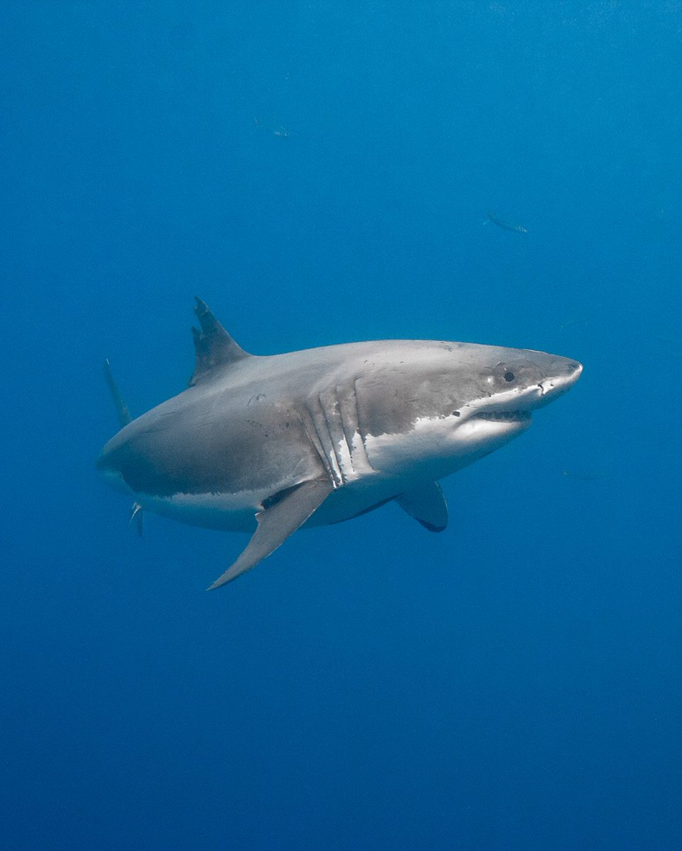 Previously unpublished photo from 2010 of Guadalupe's legendary male white shark, Cal Ripfin (aka Shredder).

He was probably one of the most photographed white sharks on the planet between 2000-2011.