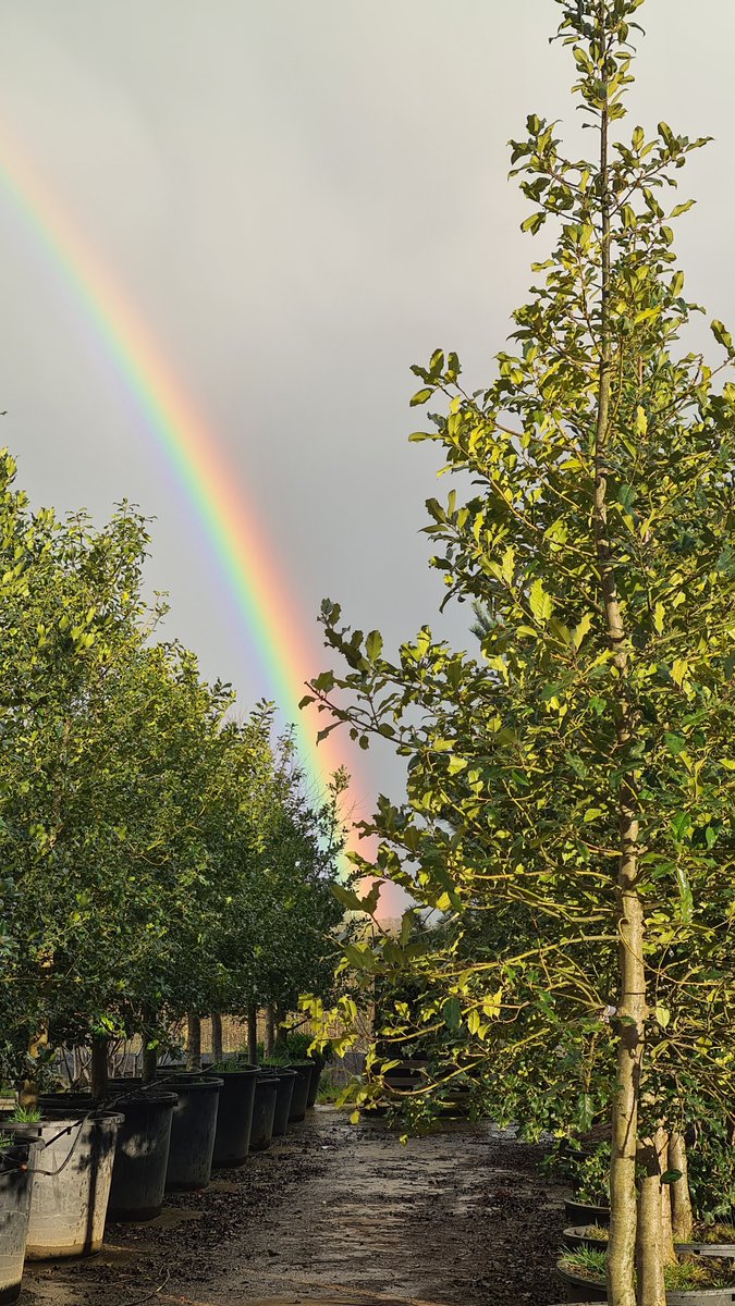 IrishTreeCentre's tweet photo. #Rainbow over the Irish Tree Centre this week and planting itself in the midst of the trees.... truely a treasure indeed

We are delivering trees nationwide
#Dublin, #Belfast #Galway #Cork #Wexford #donegal 

#trees #spring https://t.co/9bg2CY6XrJ