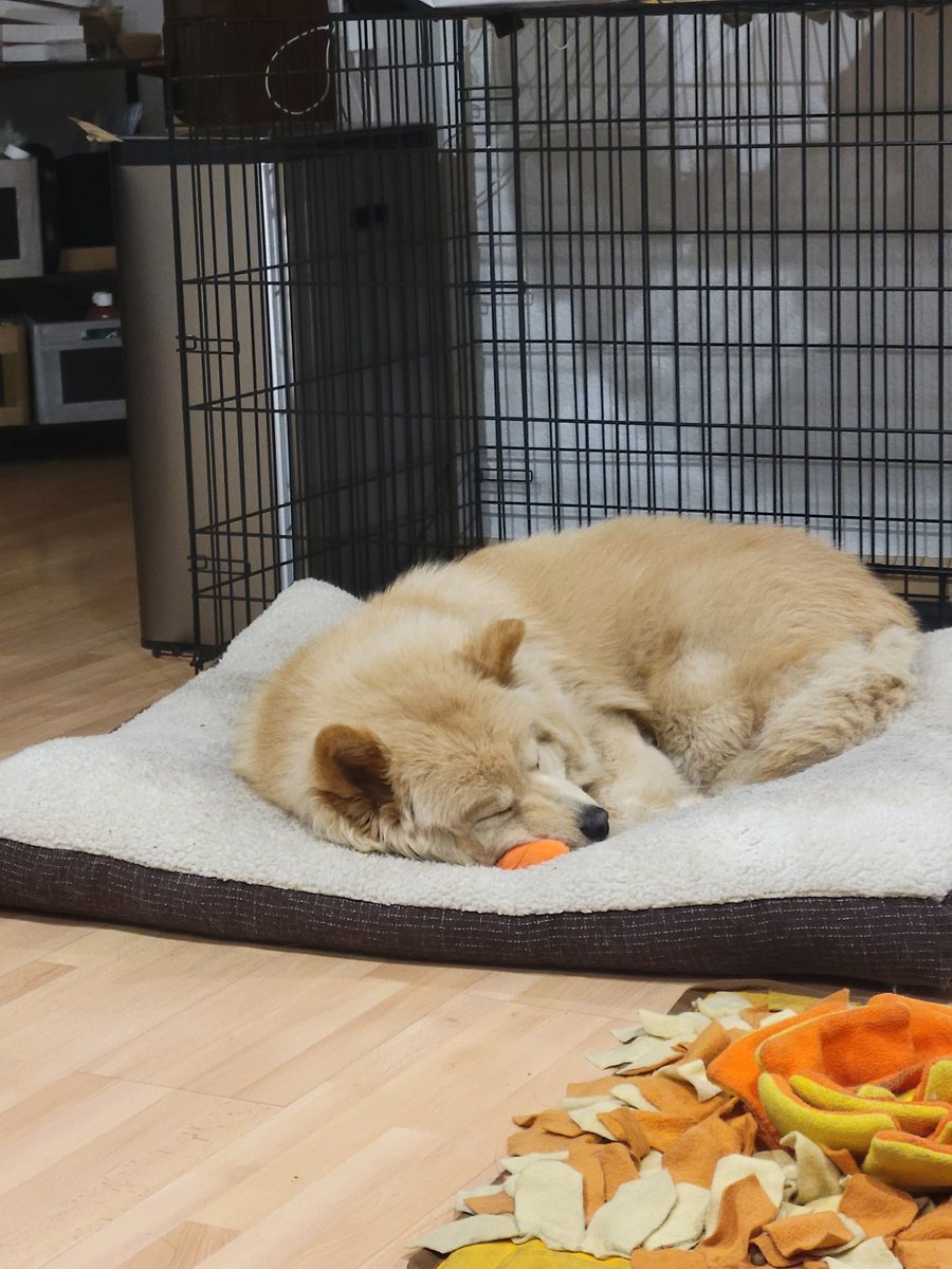 peter_jaimes's tweet photo. @dog_rates Kodas is too tired to pose https://t.co/fkclfAF810