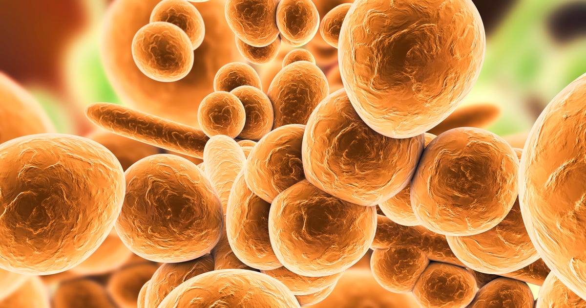 NET____Business's tweet photo. C. auris Fungus Is an 'Increasing Threat,' CDC Says - CNET: More infection protection is needed in health care facilities, the CDC says, where the dangerous fungus can spread and infect people who are already sick. https://t.co/5faIgabDSF https://t.co/JLeimDoTRO