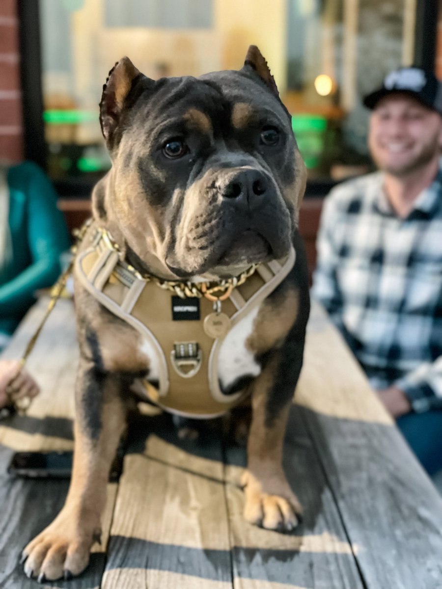 It’s National Puppy Day! Bring your pups to come hang with us and soak up the sun ☀️

Dogs are welcome in the taproom 🐶 

#craftbeer #beer #gabeer #atlbeer #georgia #nationalpuppyday