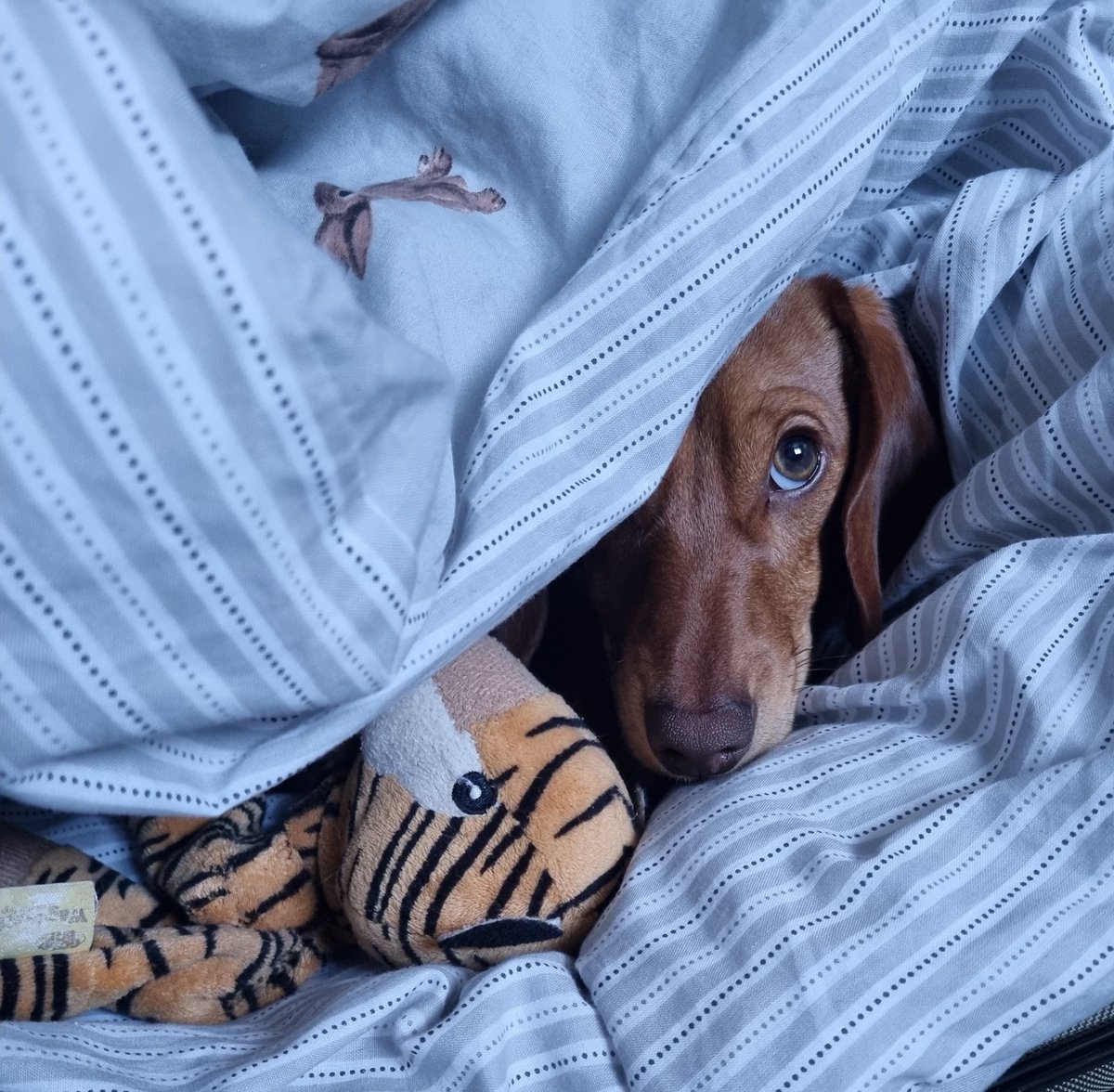 ElizabethCorm12's tweet photo. @lorraine @reallorraine Our Reggie having a lazy morning 🥰 https://t.co/6f9LcyG9YZ
