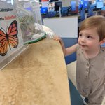Image for the Tweet beginning: Our butterflies were eager to