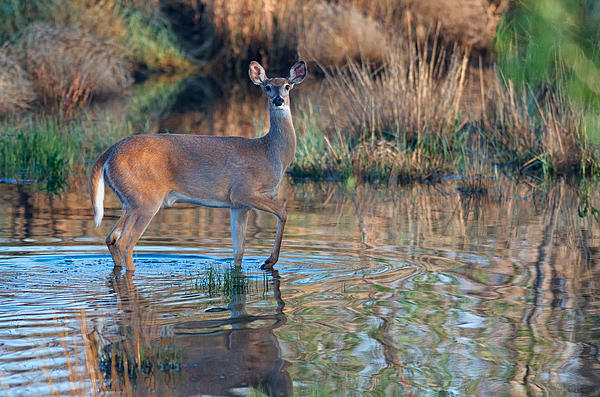 ArtArt45776940's tweet photo. New artwork for sale! - "Doe whitetail deer on the water's edge " - https://t.co/XR1Z6oHOMO @fineartamerica https://t.co/SKAia3WHWW