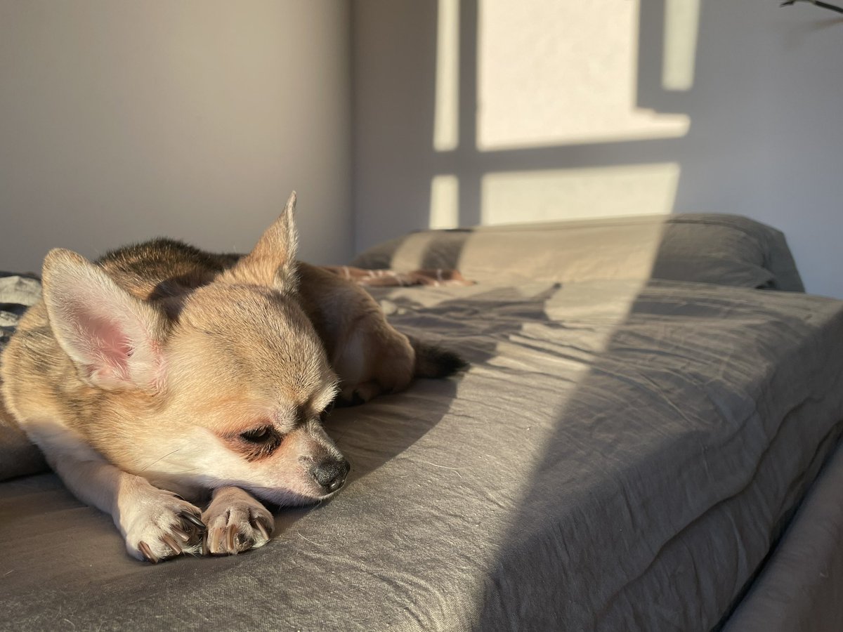 ZippinkCc's tweet photo. @dog_rates https://t.co/HC0T9qDjQw