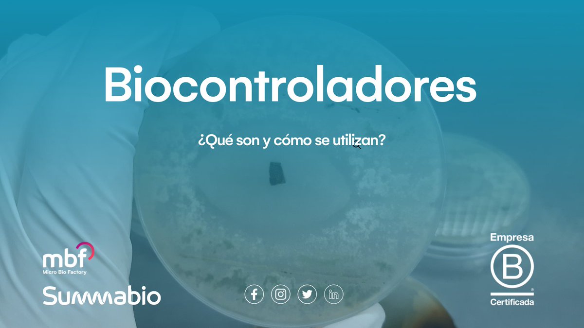 Summabio tweet media