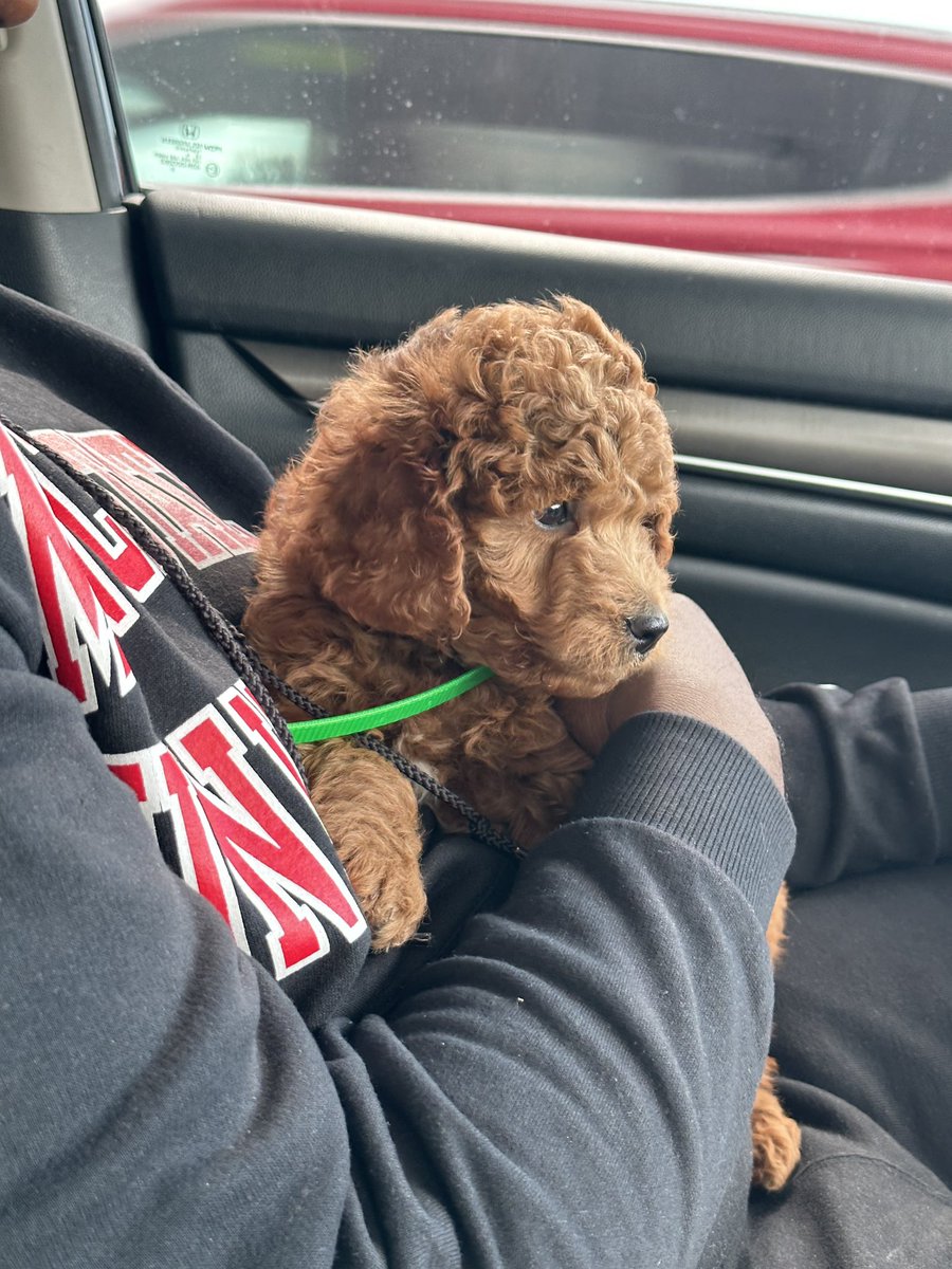 pharrellelijah's tweet photo. Hendrxx 🐶💜 #NationalPuppyDay https://t.co/sii3ijMubl