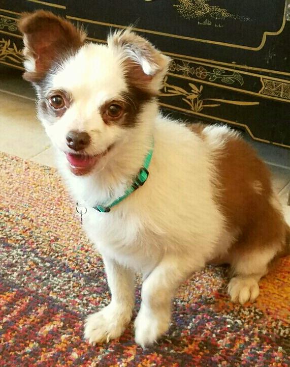 Today iz #NationalPuppyDay ! Dis iz from right afta Mama pawdopted me. I had been red tagged for da last breath and Mama saved me!💕
If yoo want more wuv in yoos life, please visit a local shelter or rescue. Dogs jus like me need yoo.
Retweet 🙏❤️🐶
#dogsoftwitter #RescueDogs