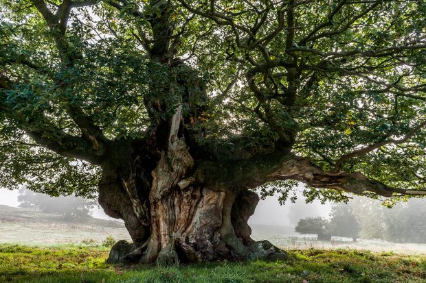 The most tragic misstep humans have taken in their religion was when we stopped worshipping the trees!😄🤗💚🌳🍃🌟