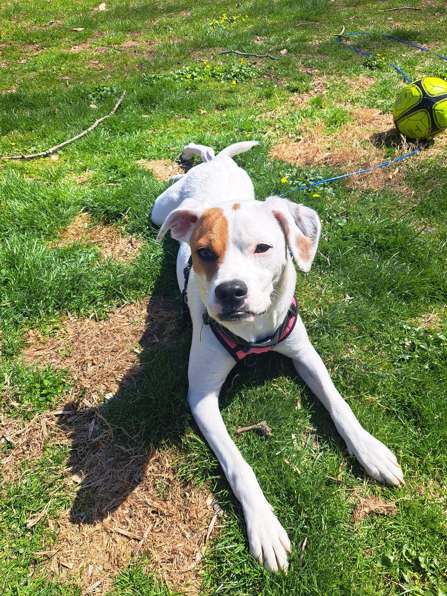 Karen Chan tweet media