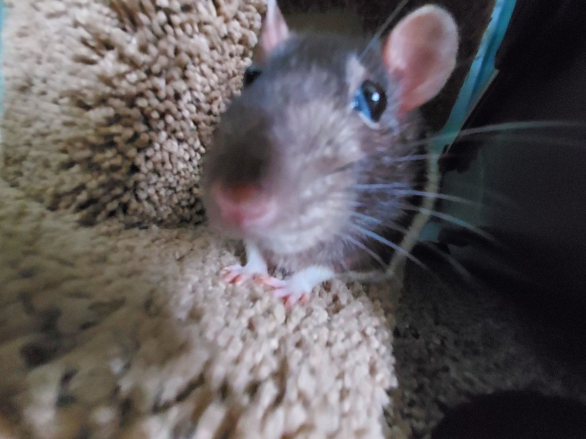 FancyTheSpider's tweet photo. HELP HES UGLY
#rat #rats #petrat #petrats #ratsoftwitter #ratsontwitter #pet #pets #cuteanimals #petsoftwittwr #cutepets #petsontwitter #animalsontwitter #animalsoftwitter https://t.co/XihSeA0T0e