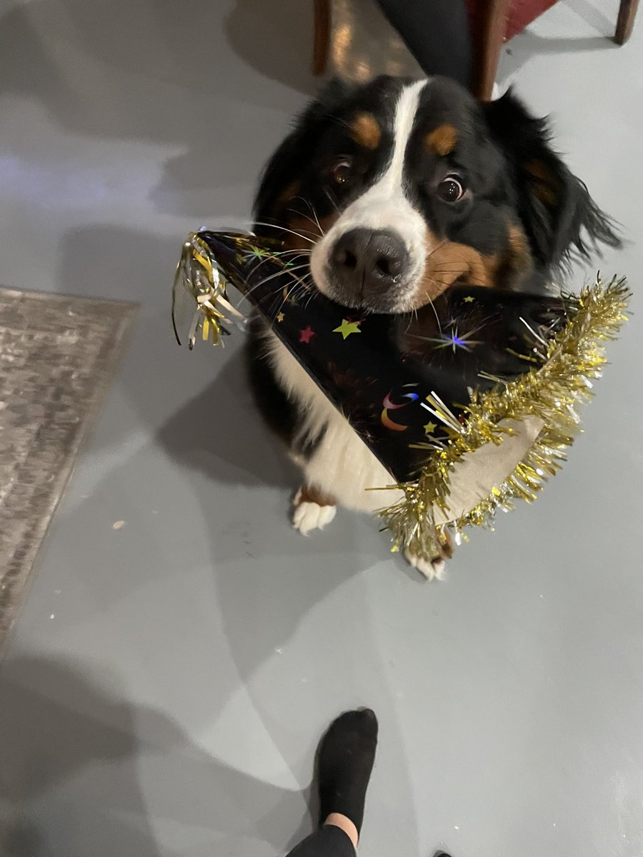 alexlabelle96's tweet photo. @dog_rates @dog_feelings https://t.co/RDlWJVxCzD