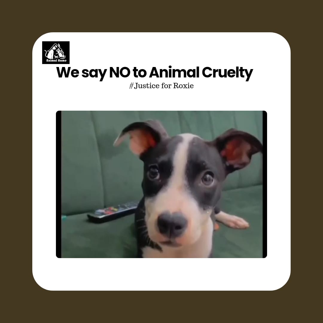 AnimalHome11's tweet photo. As animal welfare advocates, we are deeply saddened and outraged by the recent brutal killing of a beloved dog in Lagos on March 21st, 2023, between the hours of 2pm and 4pm. This tragic incident has left the animal welfare community in shock and disbelief. https://t.co/YlNegeqUBt