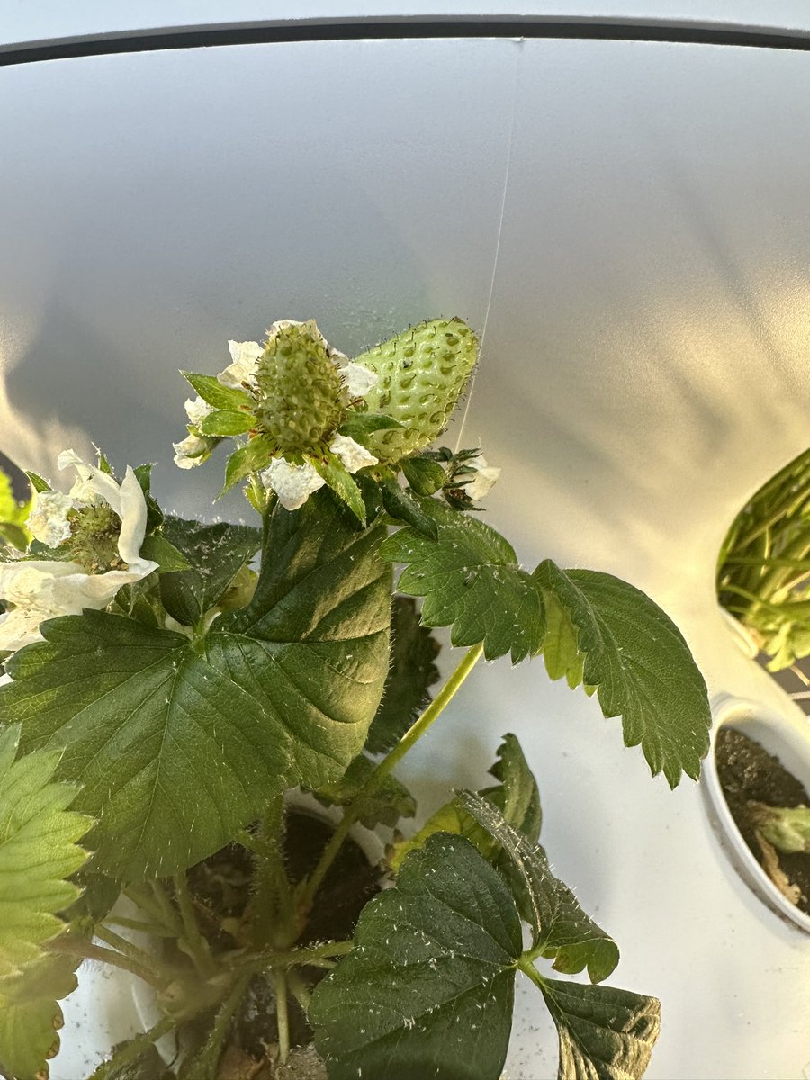 Rossman 5th graders are pretty excited to see our cherry tomatoes and strawberries growing! <a href="/LettuceGrowtfp/">LettuceGrow</a> #DLSchools