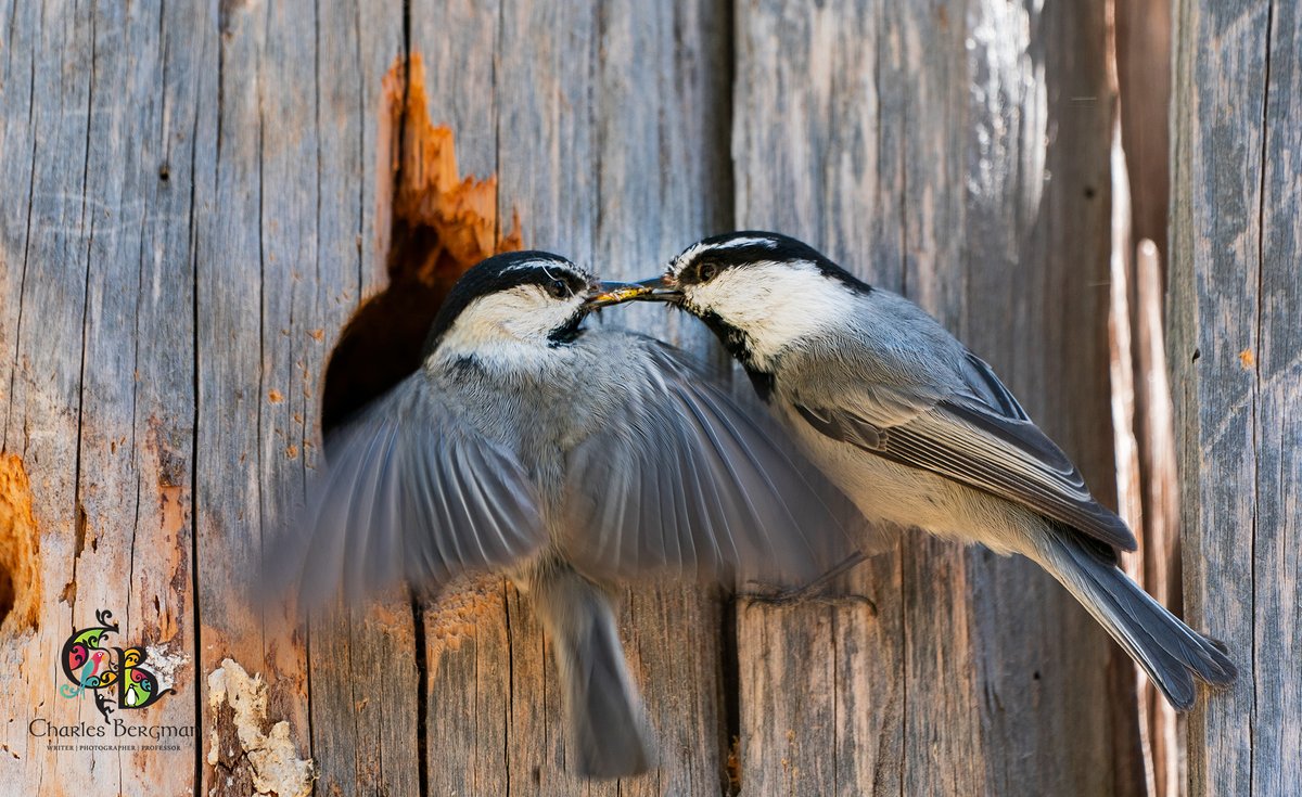 Joseph Welklin (@j_welklin) on Twitter photo Now published in <a href="/AnimBehSociety/">Animal Behavior Society</a>, we set out to test whether this anecdotal observation was real and whether it was driven by mate choice or environmental effects. Now published in <a href="/AnimBehSociety/">Animal Behavior Society</a>, we set out to test whether this anecdotal observation was real and whether it was driven by mate choice or environmental effects.