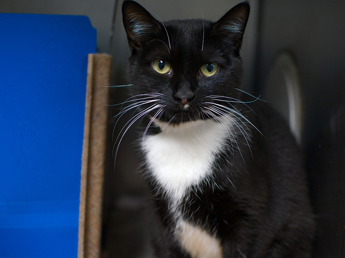 NYCDEATHROWCATS's tweet photo. THERE ARE 27 ANIMALS (6 CATS &amp; 21 DOGS) AT RISK FOR SATURDAY 3/25/23 DEADLINE IS NOON. PLEASE SHARE, FOSTER, ADOPT, TAG FRIENDS, POST TO SOCIAL MEDIA SITES, PLEDGE TO HELP SAVE THEIR LIVES. NEW PHOTOS https://t.co/Rt2PL8RIF6 https://t.co/CfI7WQfYOH