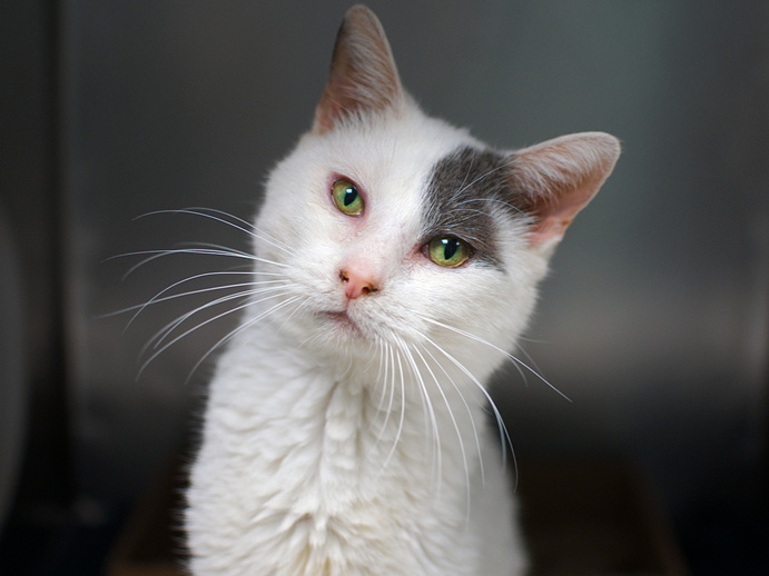NYCDEATHROWCATS's tweet photo. THERE ARE 27 ANIMALS (6 CATS &amp; 21 DOGS) AT RISK FOR SATURDAY 3/25/23 DEADLINE IS NOON. PLEASE SHARE, FOSTER, ADOPT, TAG FRIENDS, POST TO SOCIAL MEDIA SITES, PLEDGE TO HELP SAVE THEIR LIVES. NEW PHOTOS https://t.co/Rt2PL8RIF6 https://t.co/CfI7WQfYOH