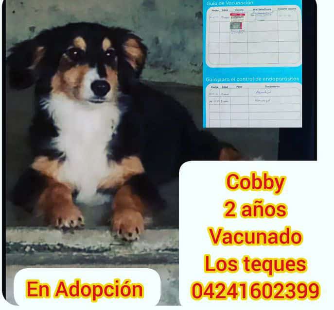 Tamarapazmi's tweet photo. El precioso Cobby está en adopción. Vive en los Teques Miranda. Difunde para que este msj llegue a una familia que lo haga parte de si https://t.co/q4oa7c8MC9