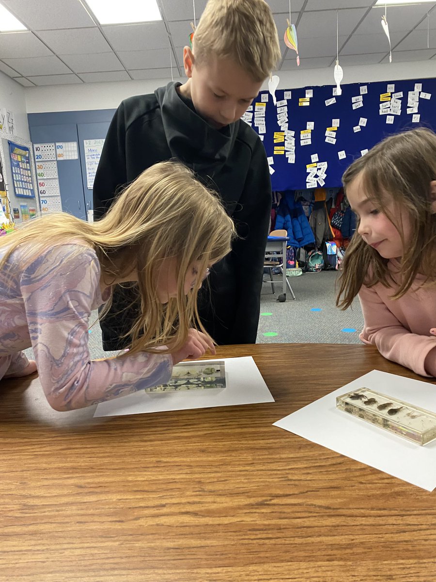 MrsMata1st's tweet image. We’ve been learning about life cycles during reading workshop &amp;amp; one of our friends brought specimens for us to see life cycles up close!! @DrydenSchool #drydenrocks