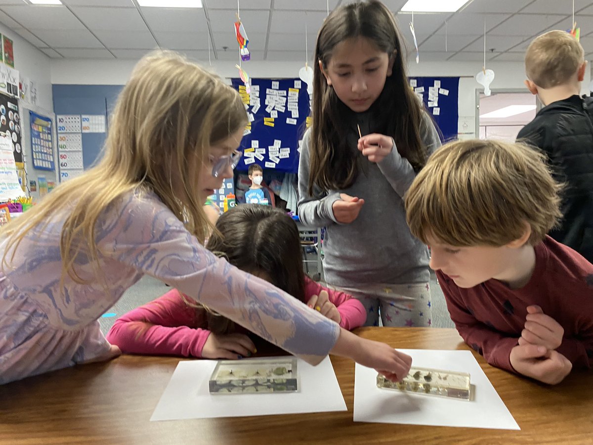 We’ve been learning about life cycles during reading workshop &amp; one of our friends brought specimens for us to see life cycles up close!! <a href="/DrydenSchool/">Dryden School</a> #drydenrocks