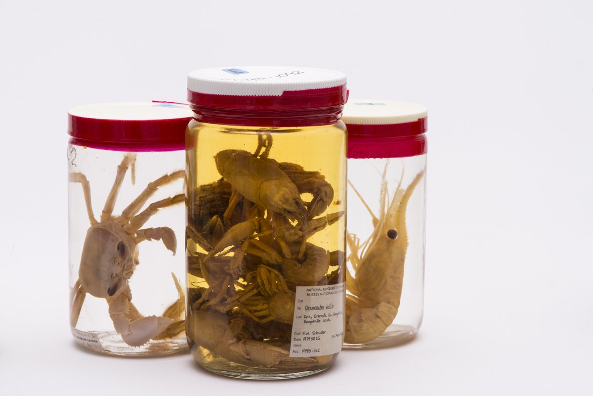 Museum of Nature tweet media