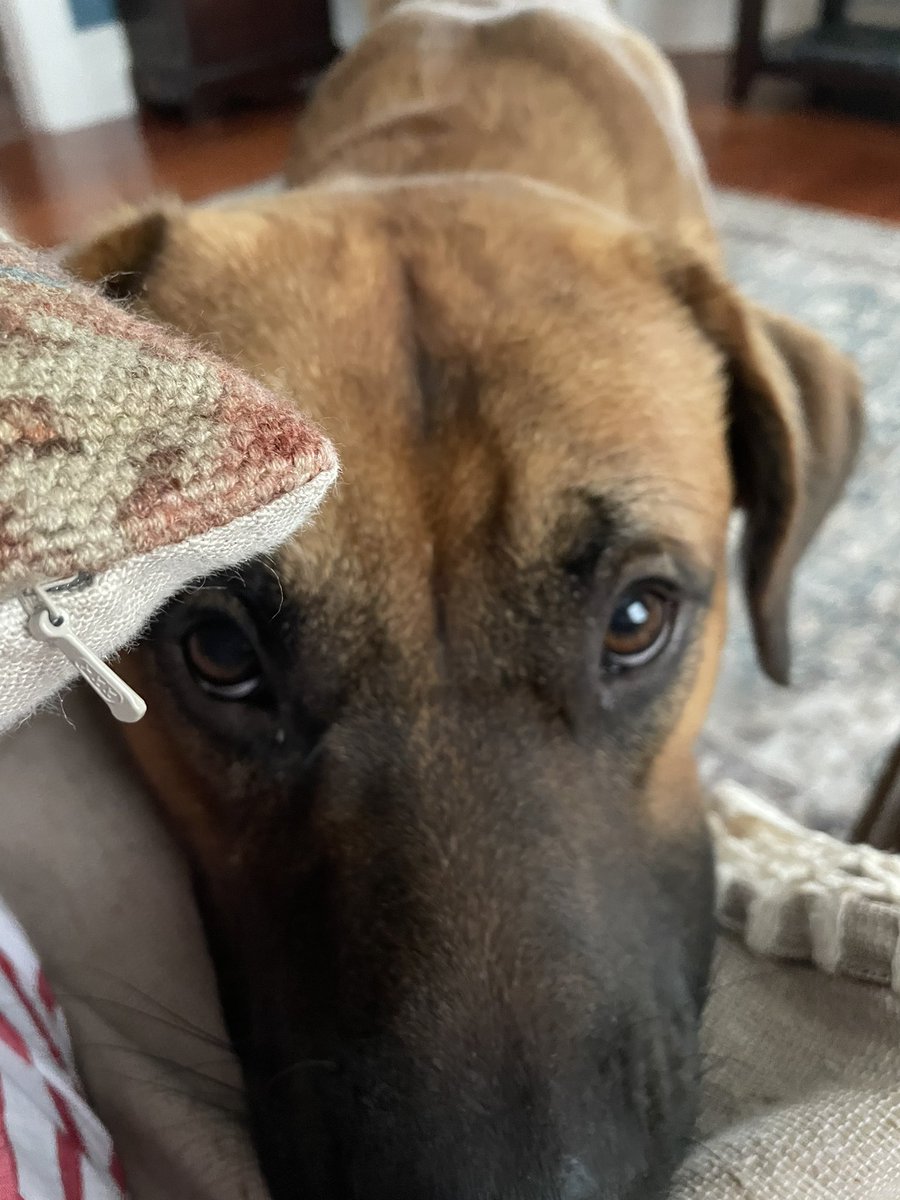 illusions217's tweet photo. @dog_rates Roscoe ❤️’s @dog_rates the most https://t.co/5EyZYcnihb