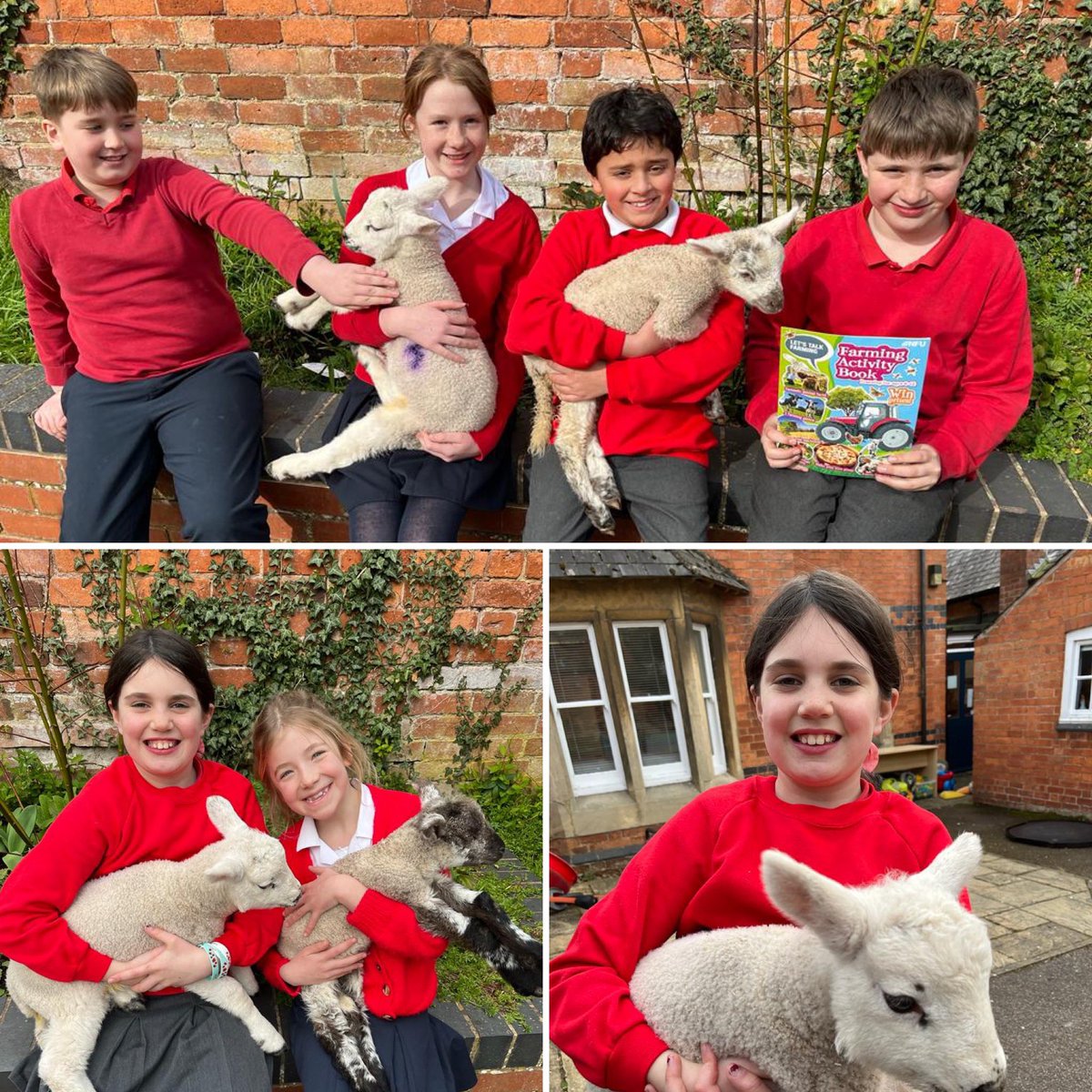 We had a great day with pupils at our local primary school today, learning all about lambing! Fay took ewes and their lambs, plus we took @NFUEducation activity books for the children to@learn about food and farming! Thanks for having us @HallatonPrimary