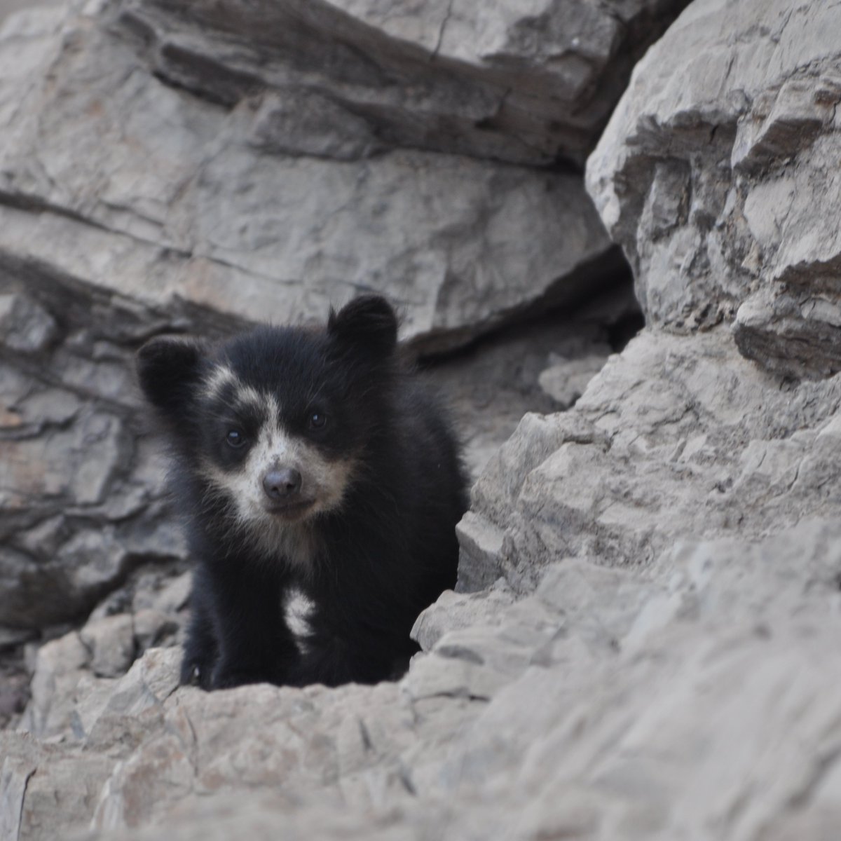 wildnetorg's tweet photo. Happy #WorldBearDay!
Did you know that there's only one bear species in all of South America?
Take one look at the spectacled bear's sweet face and you'll want to protect it forever.
Check out our partner Spectacled Bear Conservation to see how they're protecting #spectacledbears https://t.co/ZIescW0z6T