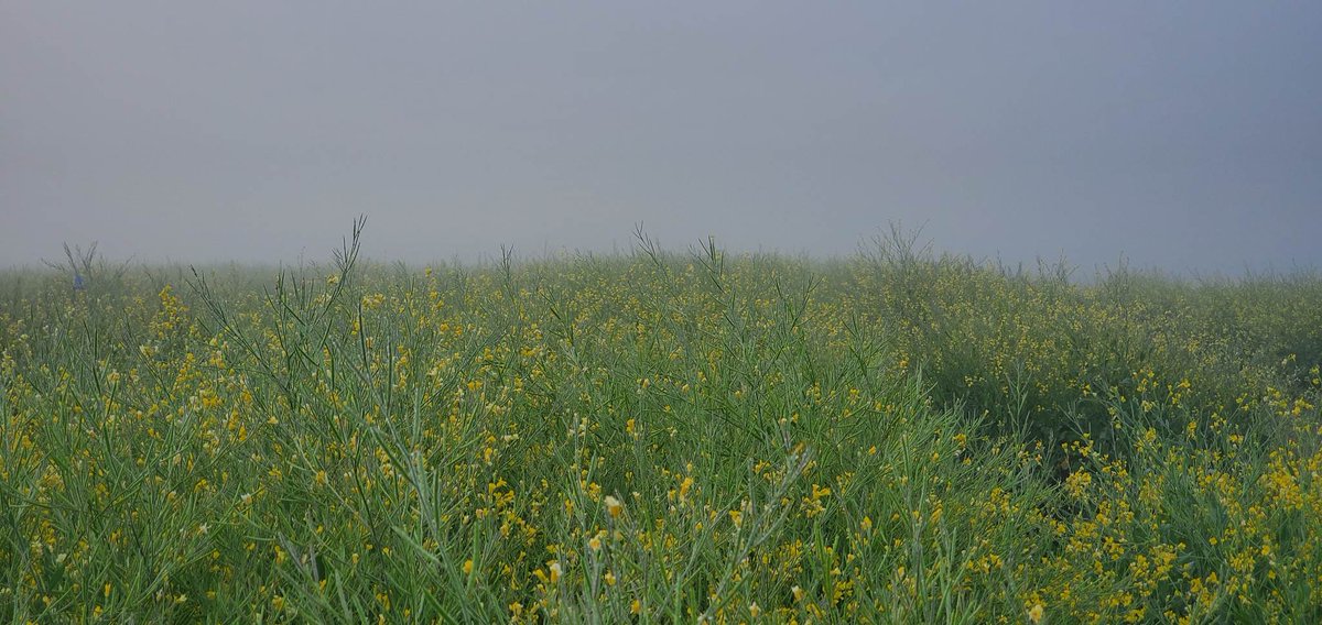 Nature's artwork never fails to amaze — the interplay of morning dew, fog, and blooming carinata plants creates a stunning canvas! #NatureIsArt #Carinata