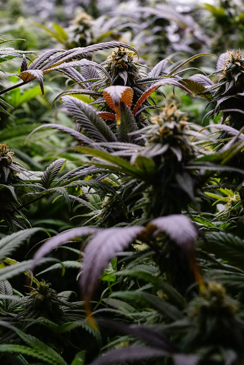 TheQueenDragons's tweet photo. Check out this beautiful Fresh and Local cannabis plant from our local farmer. Top Shelf Housfarmers. FRESH&LOCAL! Packaged fresh and sourced locally - the perfect way to start your weekend #cannabis #topshelf #freshlocal #CannabisCommunity
#Plants #California #Weed
Ain't she #beautiful??
https://t.co/pwRImD8Ztp