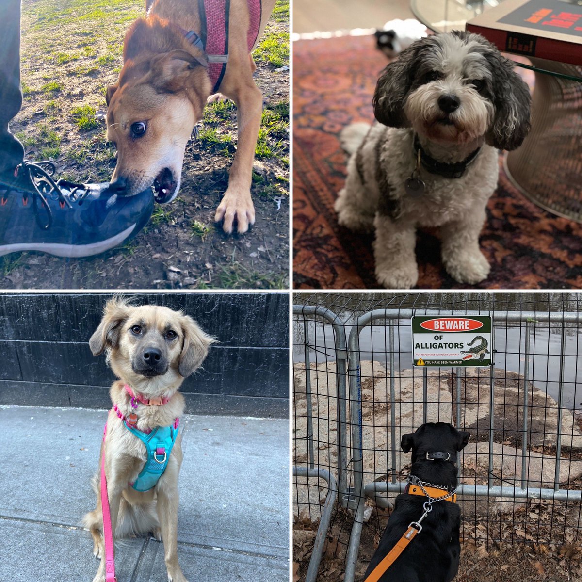 Daily Show Dogs tweet media