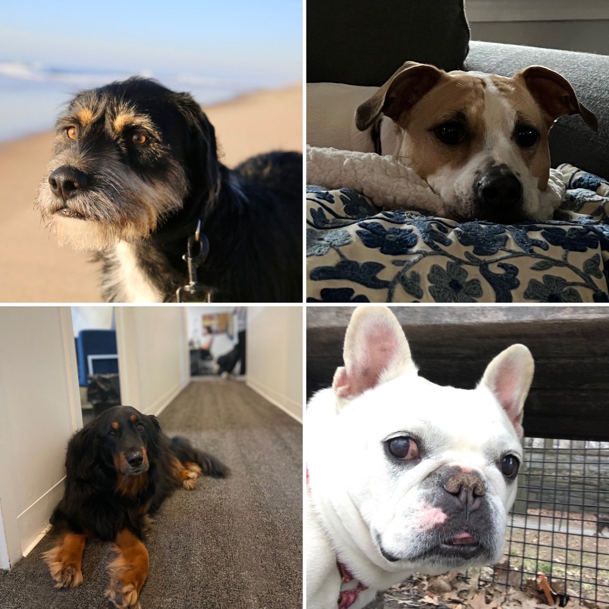 Daily Show Dogs tweet media